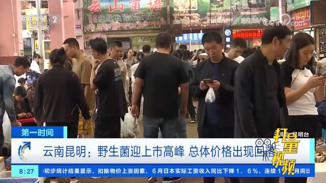 云南昆明:野生菌迎上市高峰,总体价格出现回落