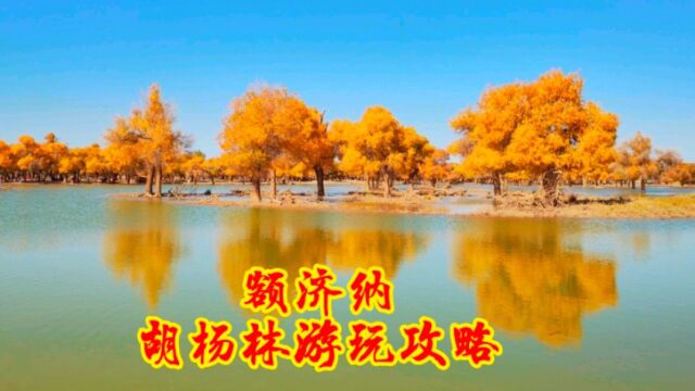 额济纳胡杨林景区,你来过吗