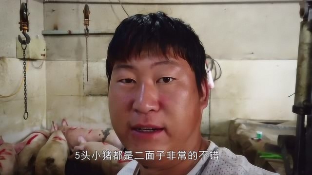 屠宰场抓土杂猪遇狠猪,高压电击无济于事,张开嘴跟你挑衅