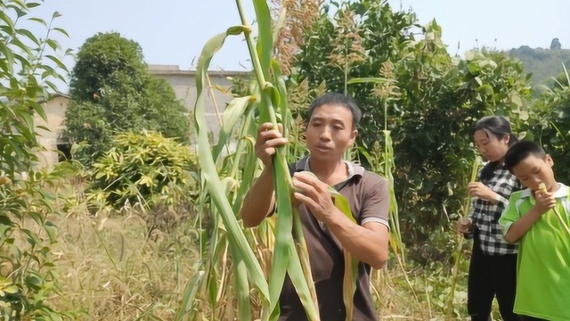 农村菜地里的甜杆,童年最喜欢吃的零食,甜甜的,你们吃过吗