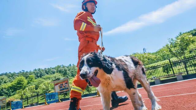 汶川地震救援功勋犬仅剩一只在世:它叫冰洁,已经12岁