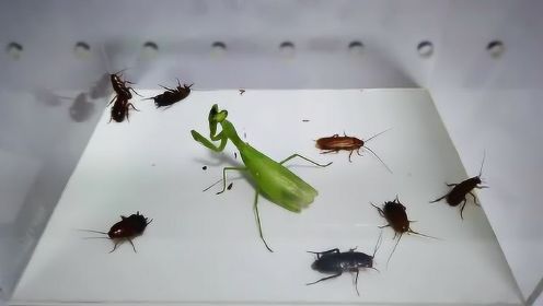 当螳螂遇到多只樱桃蟑螂的时候，看它进食吃得太香了
