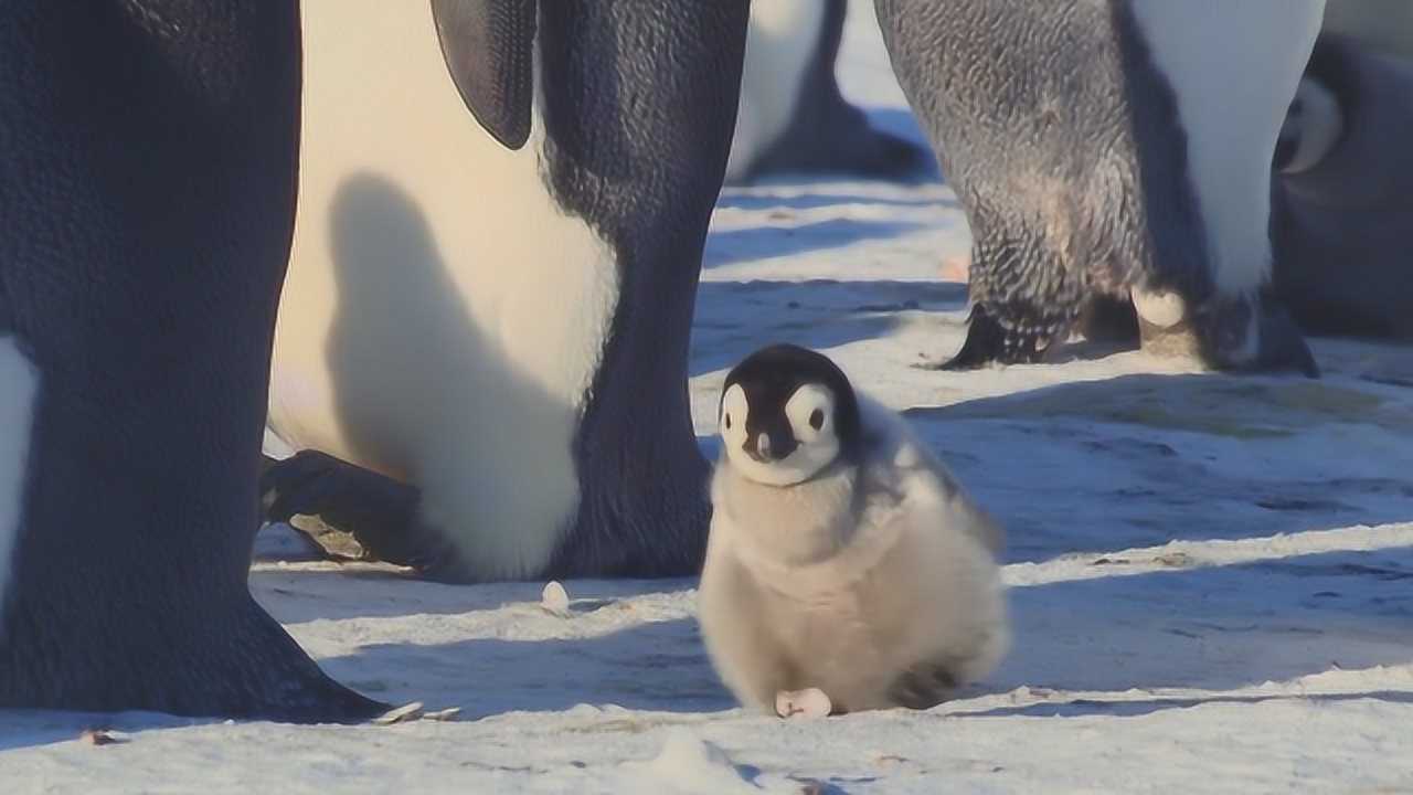 企鹅宝宝想要到育儿袋中取暖,结果发生意外,尴尬的一幕出现了