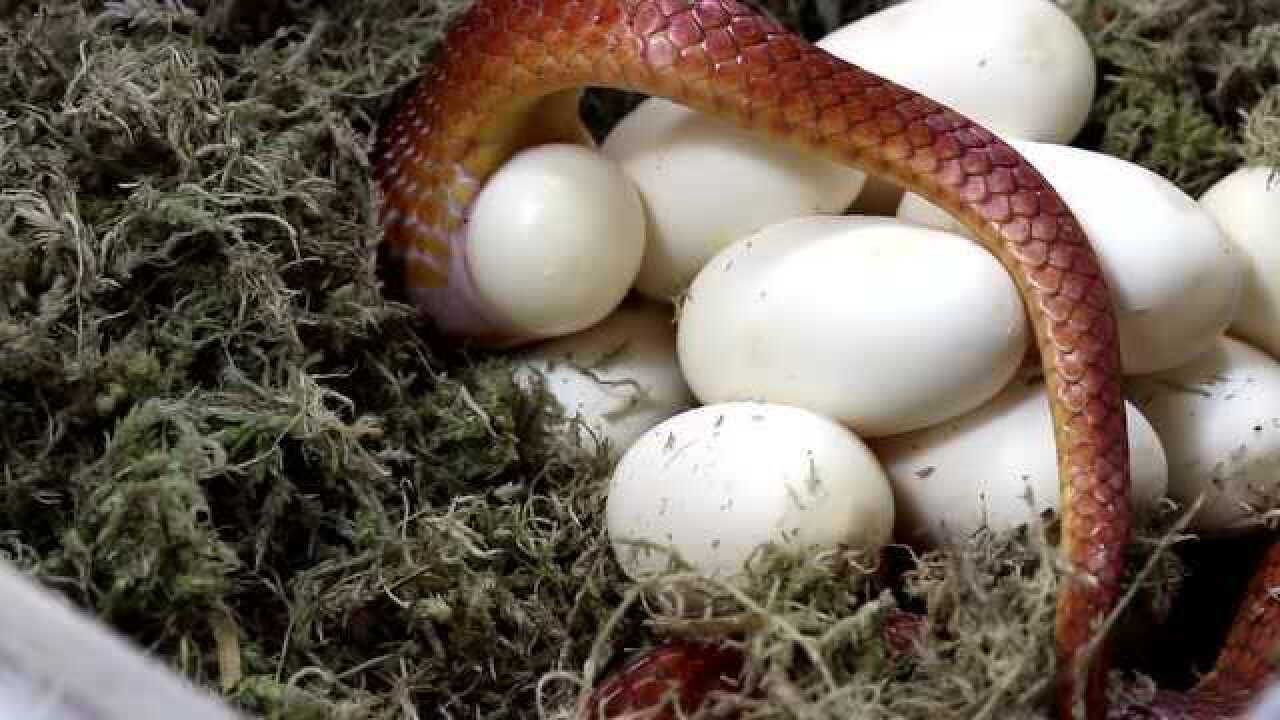 令人震惊的产卵过程,简直难以想象