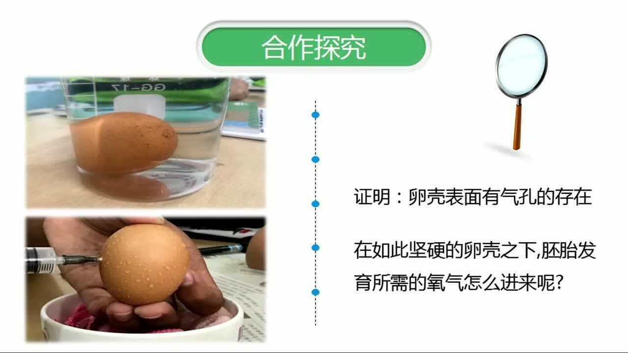 数字故事——《观察鸡卵的结构》_腾讯视频