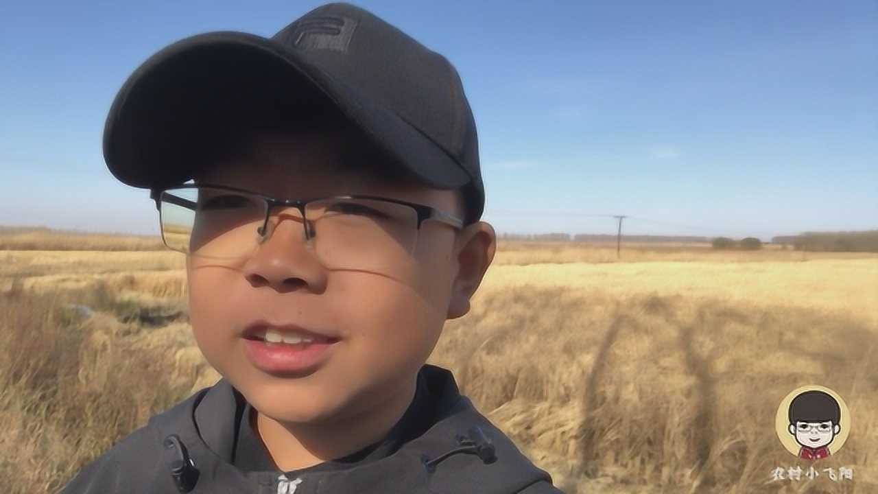 农村小飞阳东北收稻子人再多也没它好使为啥十多人围着ta转