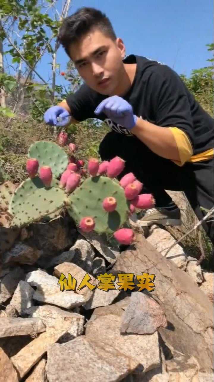 仙人掌其实也有果实，上面红色的就是，可以直接剥皮食用高清1080p在线观看平台腾讯视频 