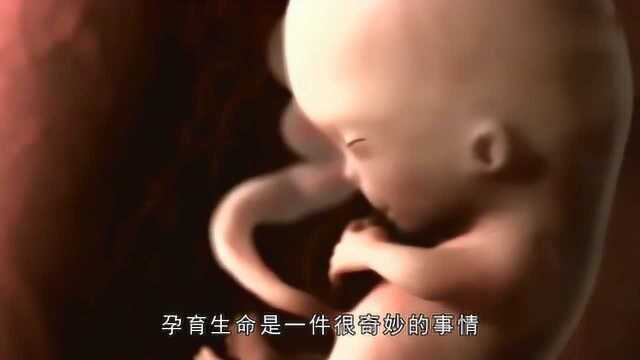 孕早期,受精卵大概是怎么形成的?看完才知胎宝宝原来这么努力