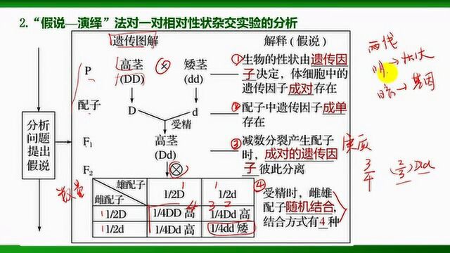 10102 一对相对性状的杂交实验(假说演绎法)