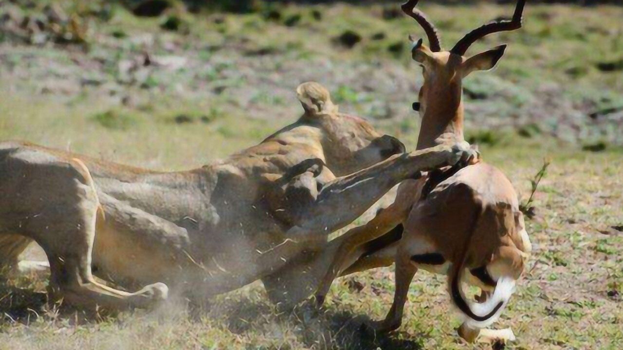 两头羚羊大白天打架斗殴刚刚还十分嚣张转眼就悲剧了