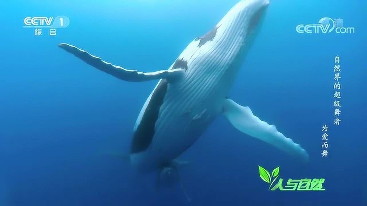 繁殖季节雌座头鲸通过声音寻找雄鲸与雄鲸在水中嬉戏共舞然后去交配