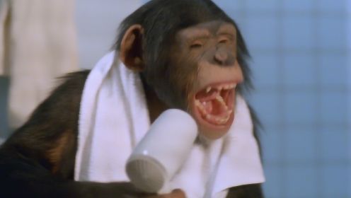 小猩猩成精爱上洗澡，还知道每天打理“头发”，一部搞笑动物电影