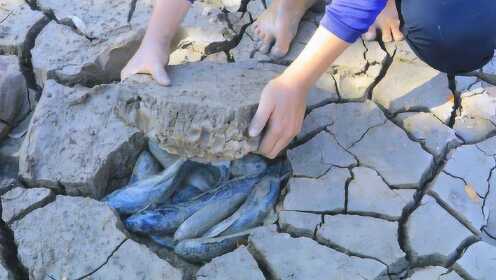 农村小孩旱季池塘挖鱼，翻出的泥块满是肥鱼，网友：童年的味道