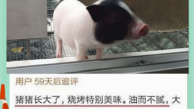 男子网购宠物小香猪,2个月后发来追评,卖家:怎么忍心?