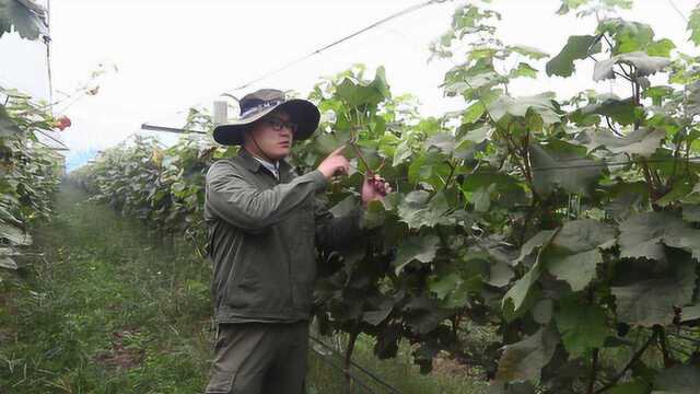 葡萄茎杆过细该怎么解决?小阳分析建议,实地解决树势过弱问题