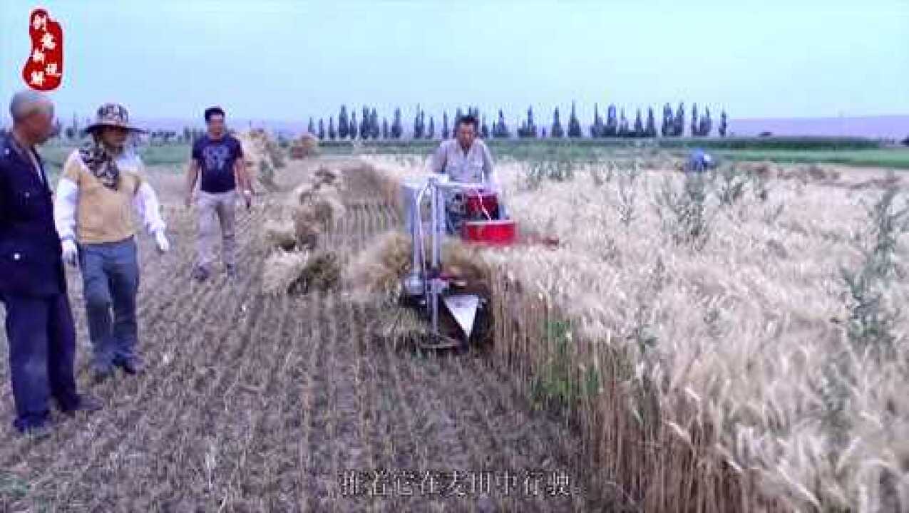农民发明全自动割麦机，成本低，看起来还不错_高清1080P在线观看平台_腾讯视频