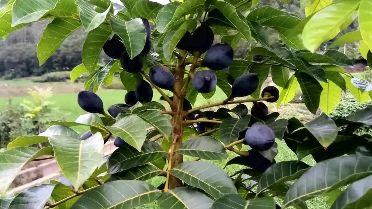 黑榄乌橄榄丰收,乌榄黑榄树苗三年小树结果