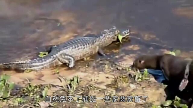 传说中的“水猴”到底是何生物?连专家都无法做出解释!