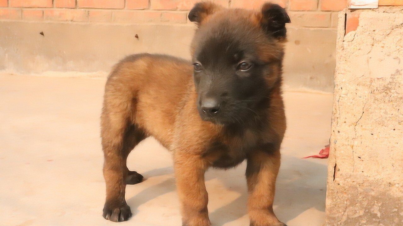 农村小伙帮粉丝们看狗1只42天的黑红马犬很漂亮看看值多少钱