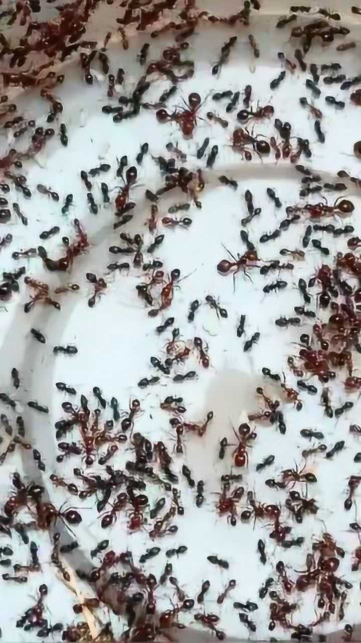 红蚂蚁大战黑蚂蚁,谁比较厉害啊?