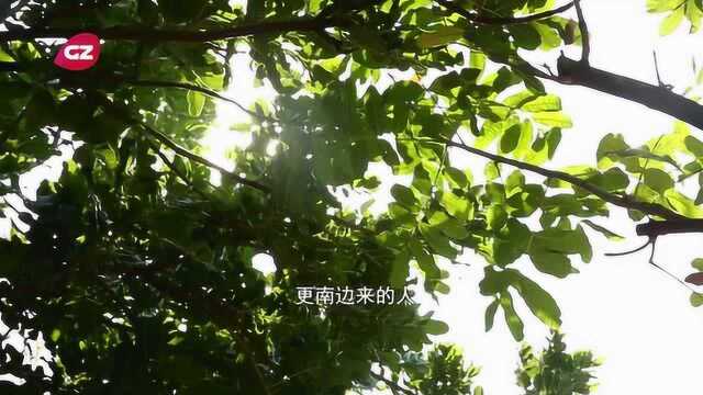 《民族同心圆》——白族:冯娜