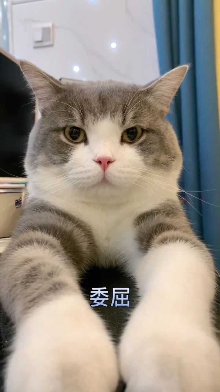 土豆猫主人图片