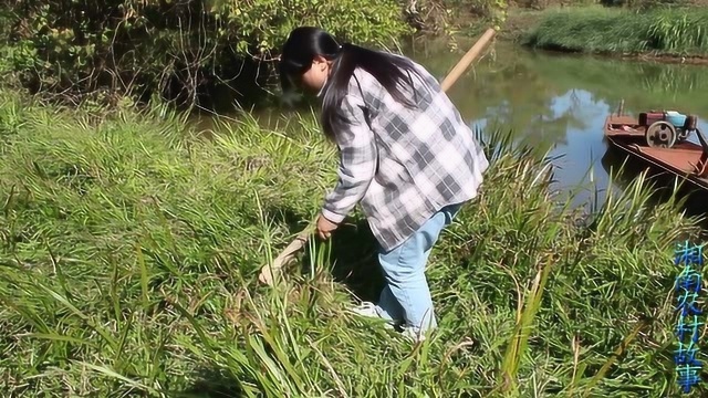 农村姑娘去河边挖水菖蒲,你们知道它有哪些作用吗,很多人都不认识吧!