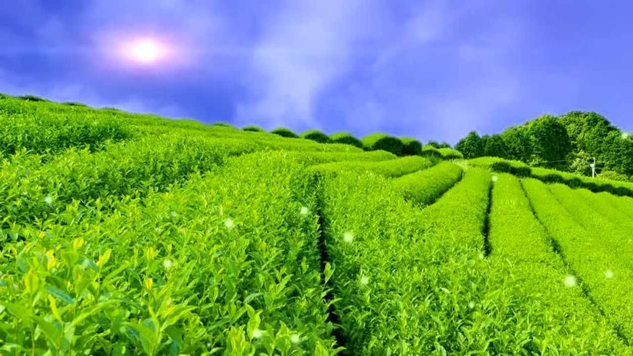 茶山情歌背景素材_腾讯视频