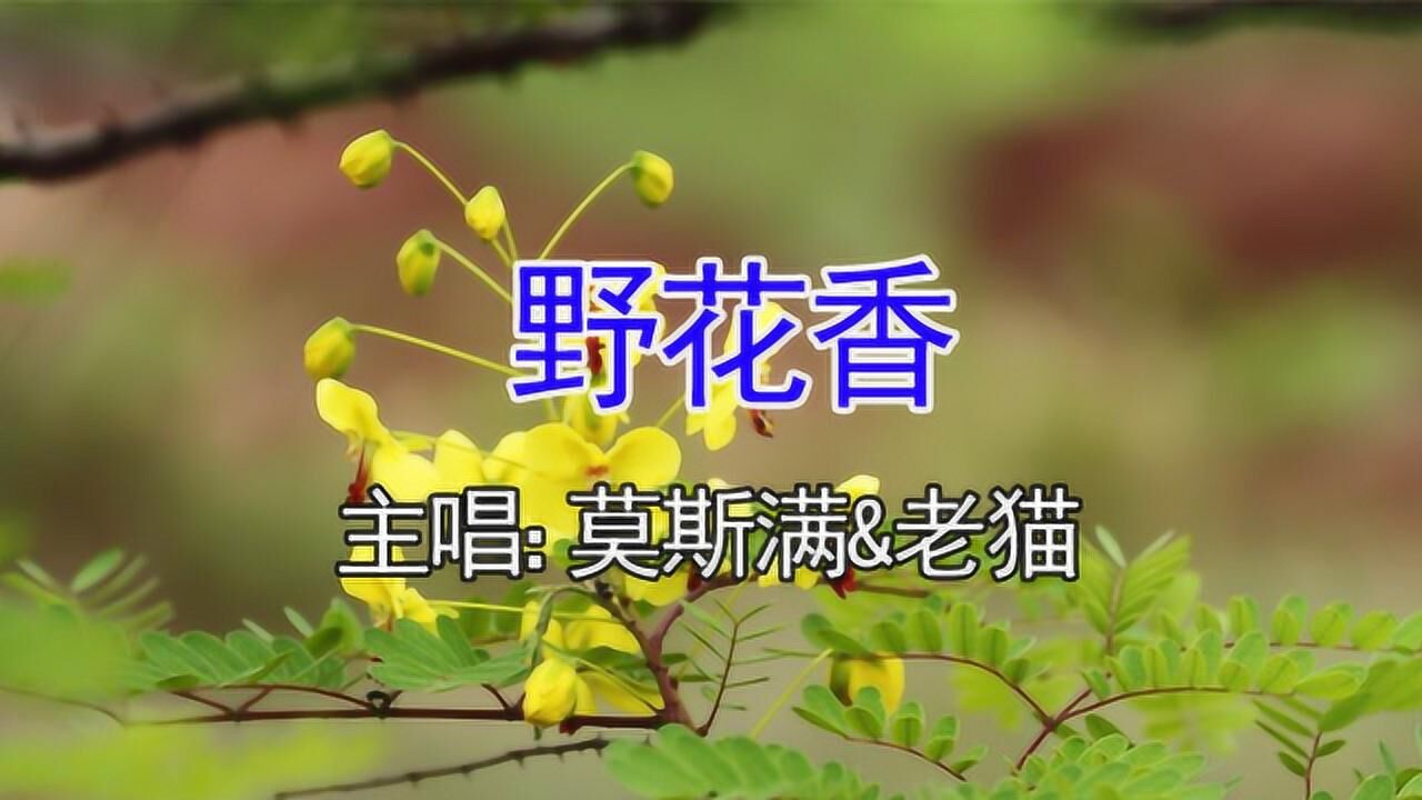 最新流行歌曲推荐野花香节奏动感十足特别适合广场舞