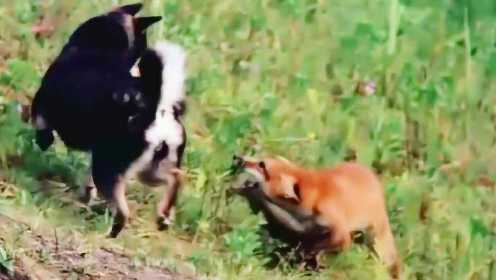 纪录片狐狸的故事片段：公狐狸为保护母狐狸，勇敢地向狼狗扑去