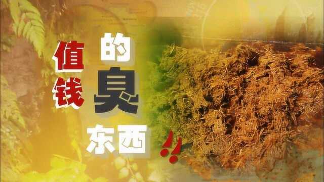 新加坡综艺《大脚印》泰国008:值钱的臭东西——象粪纸