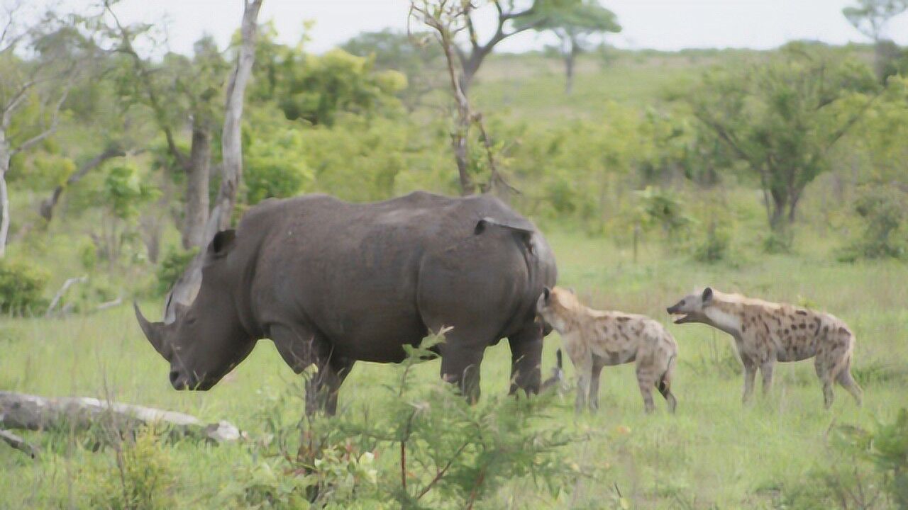 犀牛惨遭鬣狗群疯狂掏肛犀牛痛到无法出声场面惨不忍睹