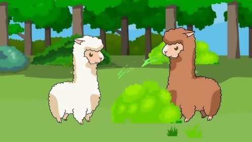 趣味动物，可爱的羊驼喜欢吐口水，究竟是什么原因呢？