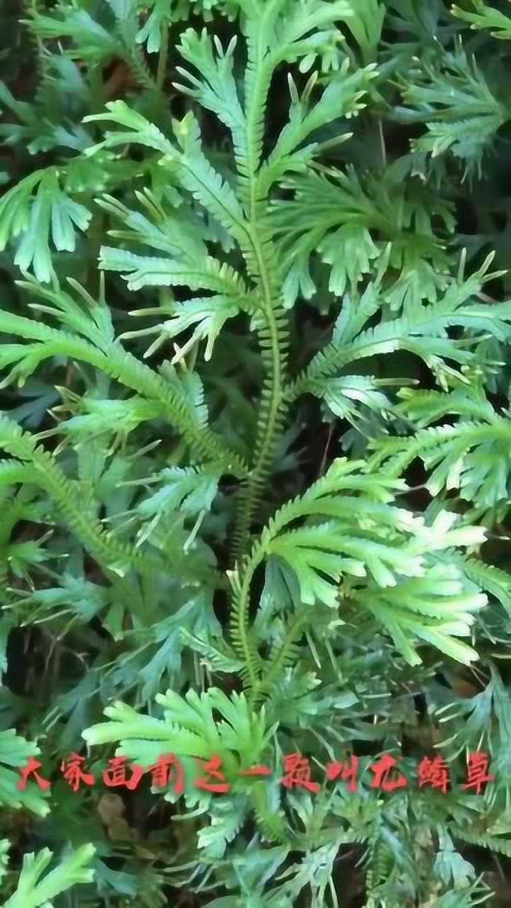 龙鳞草天然止血生肌植物老人说可以避孕