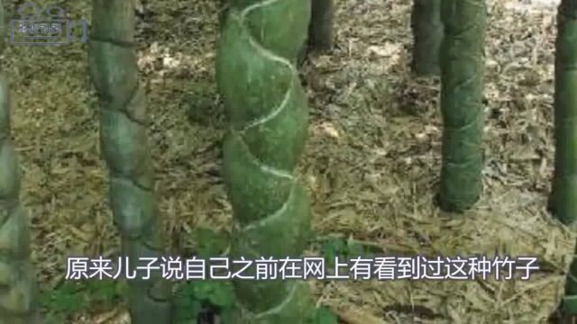 大妈上山砍竹晒衣服,发现竹子十分奇特,带回家儿子见后情绪激动