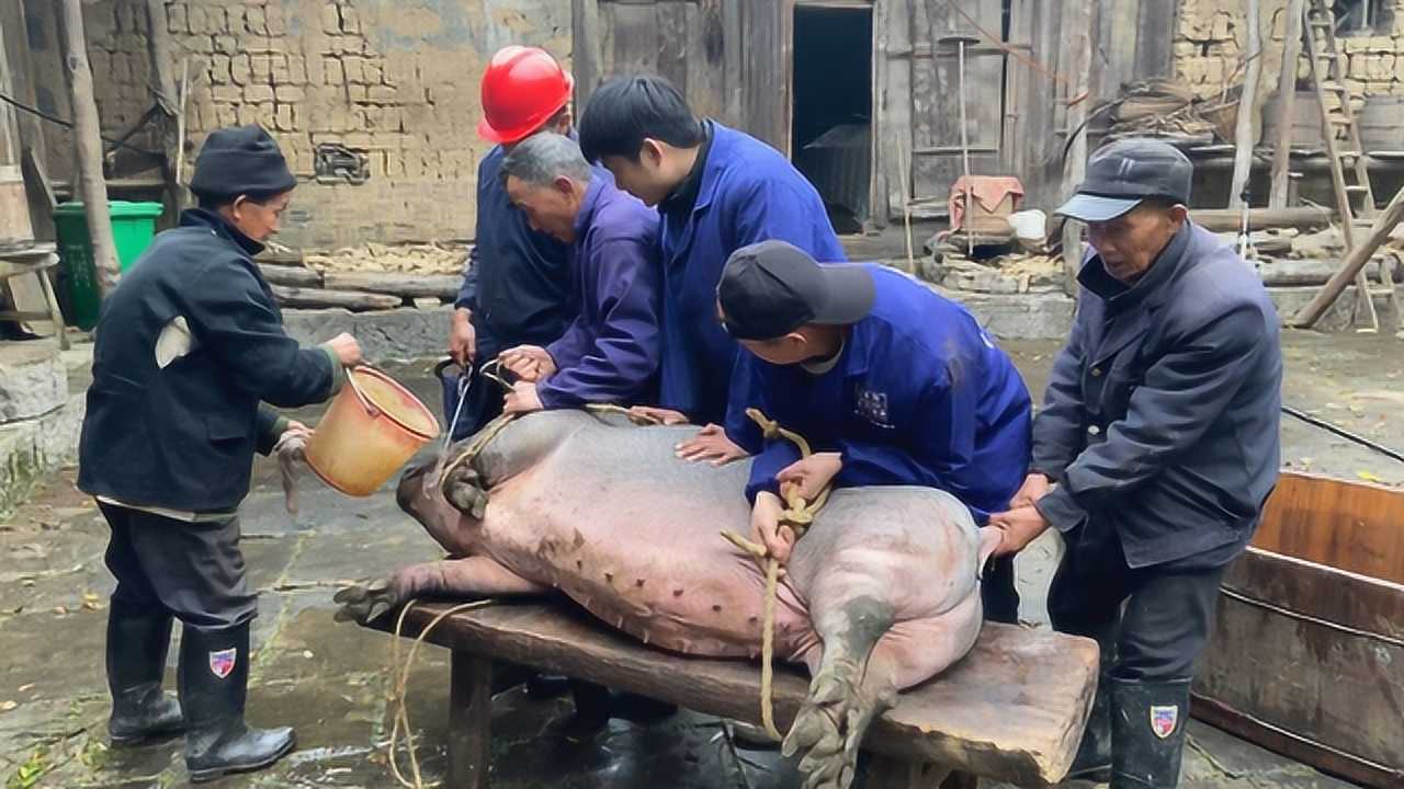 张家界农村杀年猪，一头黑猪300多斤，帮手最少要5个_腾讯视频