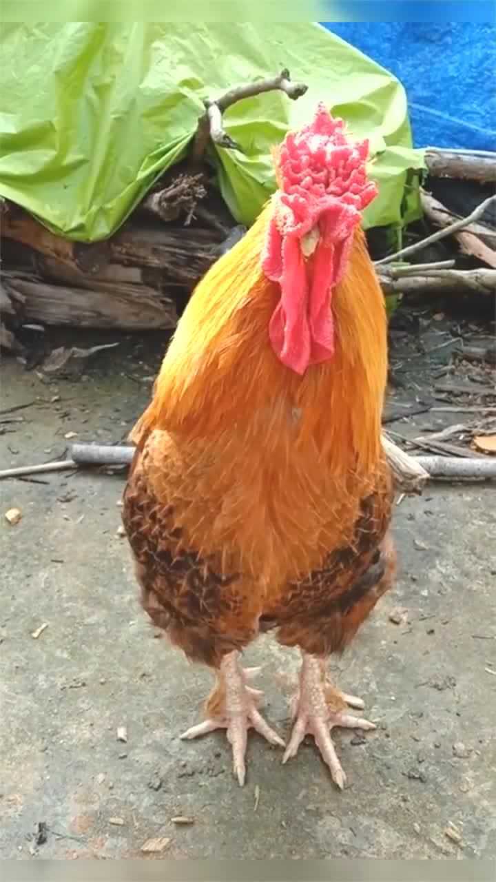 邻居家的这只鸡真奇怪,长了这么大一只鸡冠子