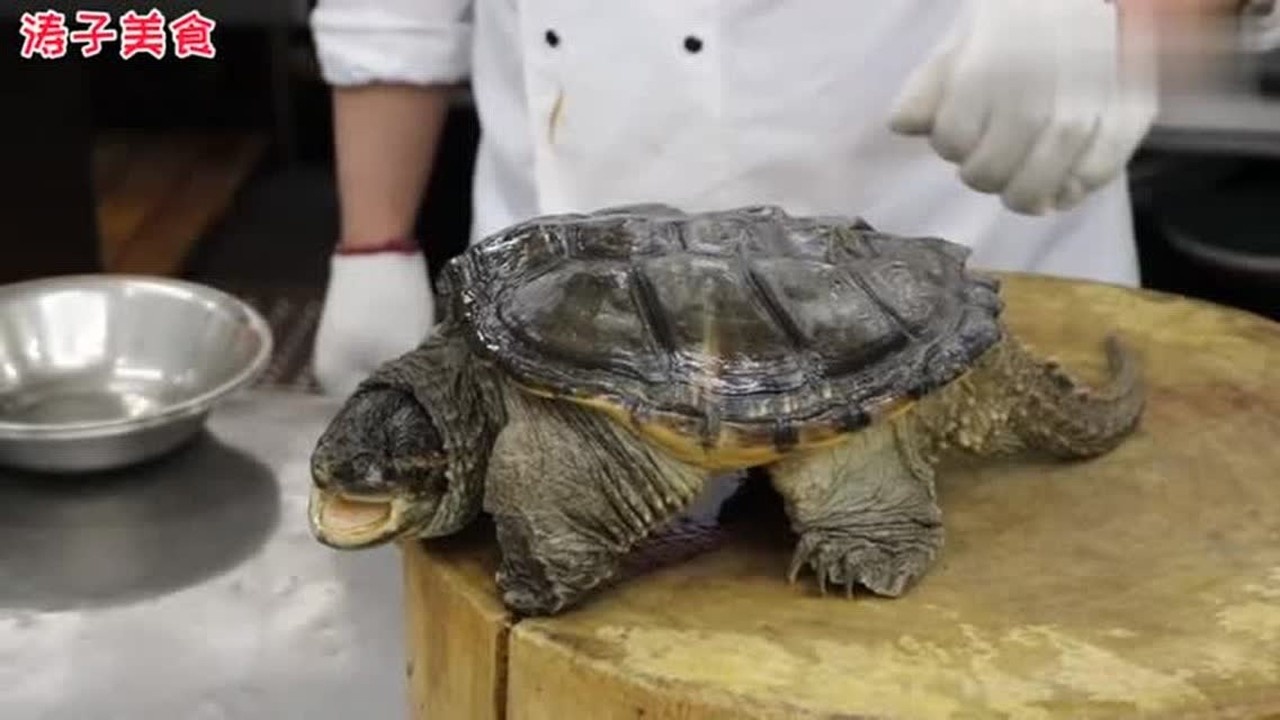 厨师长教你:"鳄鱼龟"的宰杀方法,详细解说讲解