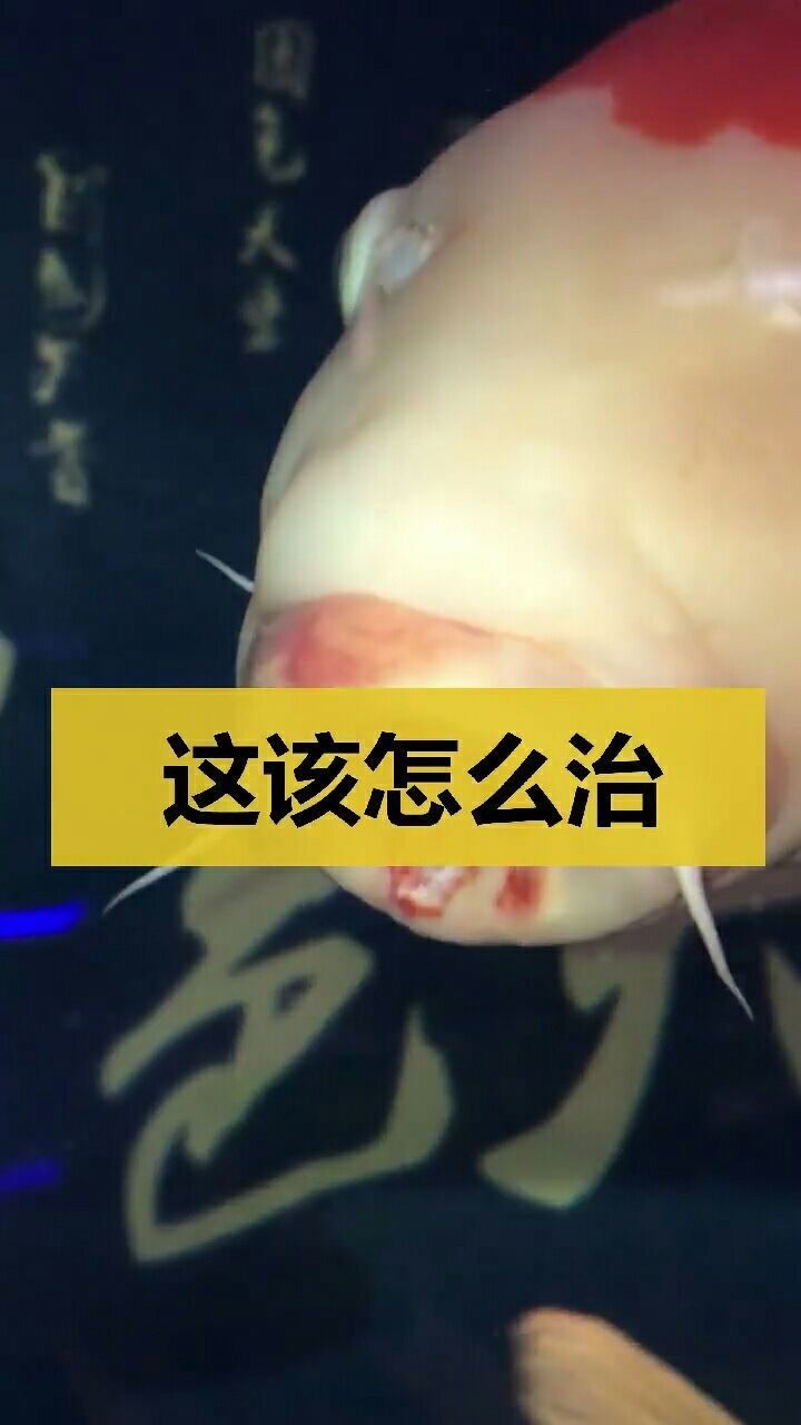 求助.锦鲤鱼嘴上长口疮了,我该怎么治啊?