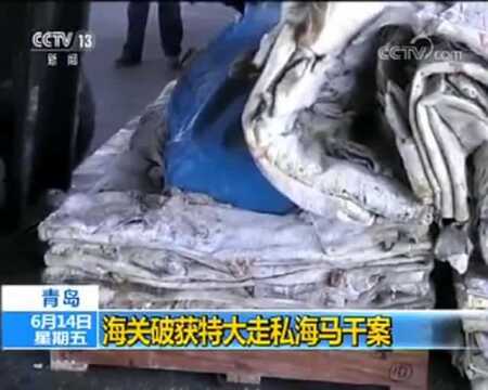 青岛海关破获特大走私海马干案!