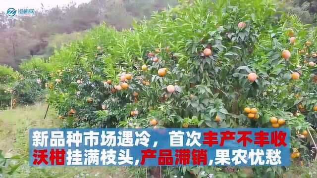 诏安一果农10余万斤沃柑滞销 企业爱心助农促销售