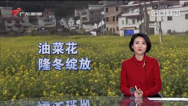 梅州丰顺砂田黄花村 油菜花隆冬绽放 满村尽披黄金甲