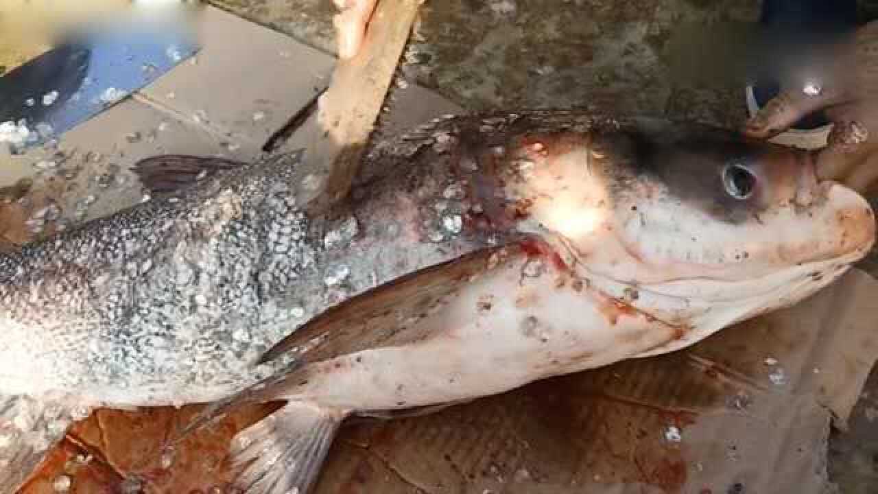 为什么杀鱼之前先要放血呢有什么作用呢看完你就明白了