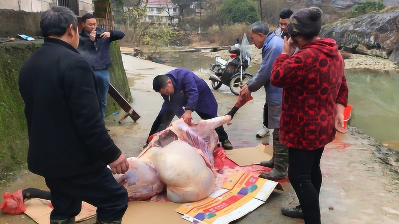 過年農村現場殺牛,牛肚子咋鼓起這麼大一包,裡面都裝的啥