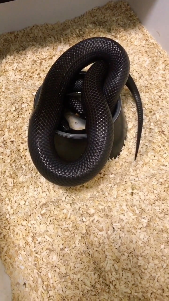 怀孕的母黑蛇肚子鼓鼓的