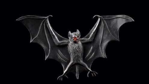 蝙蝠身上携带500多种冠状病毒，为何蝙蝠安然无恙？蝙蝠有什么特别之处？