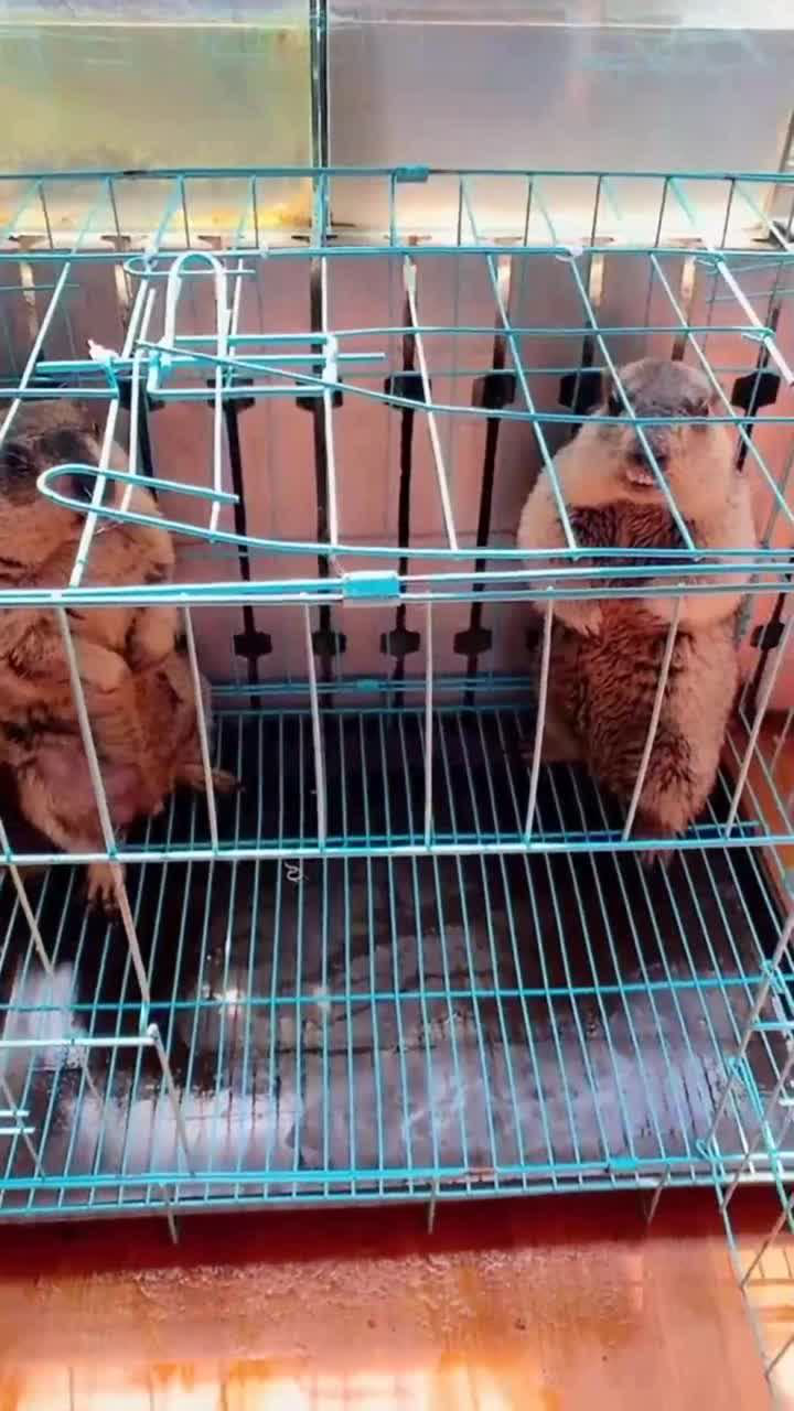 令人崩溃的土拨鼠,越狱王者