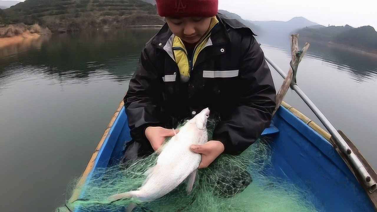 大年初八去大河收网,今天大鸭嘴翘收得过瘾,鱼获比初六那天还多