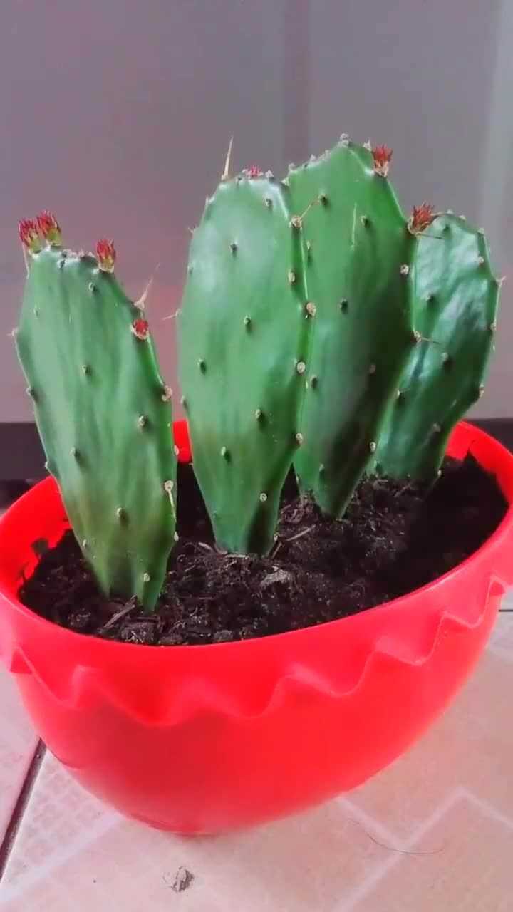 想要家里养好仙人掌,牢记这3点养殖技巧,你的仙人掌生长更快速