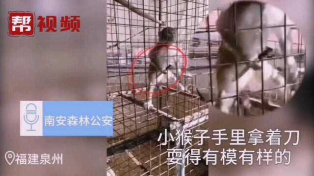 泉州一男子违法养猴还网上晒酷,警察顺藤摸瓜找上门